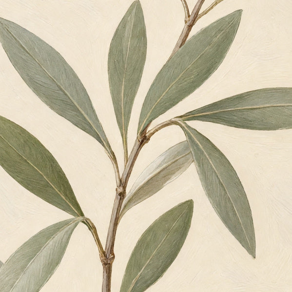 Olive Study — detail crop of the design visualization