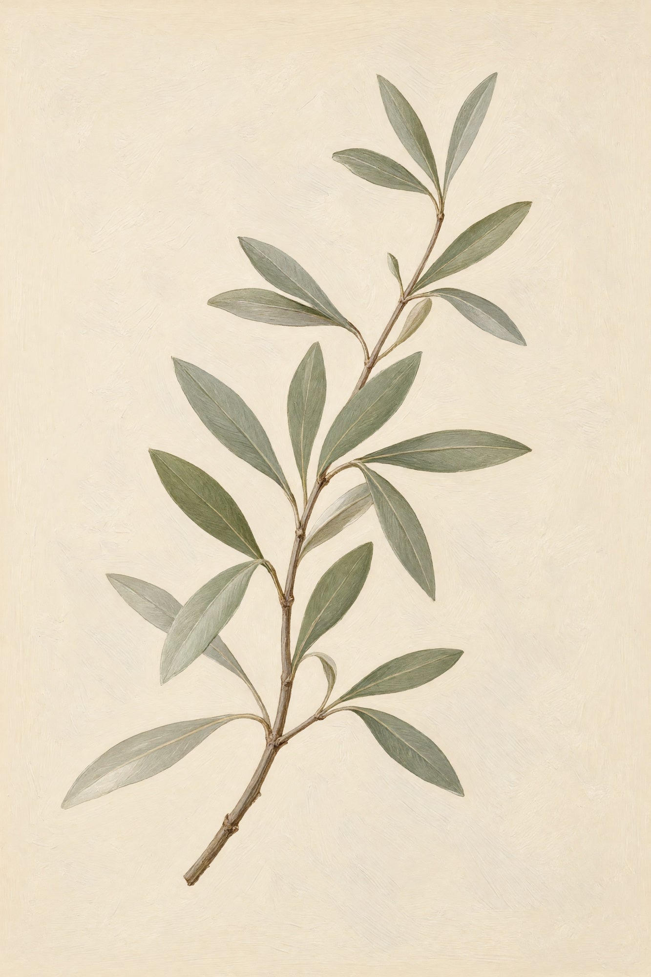 Olive Study – Minimal Botanical